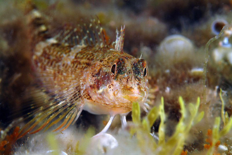 Tripterygion tripteronotus